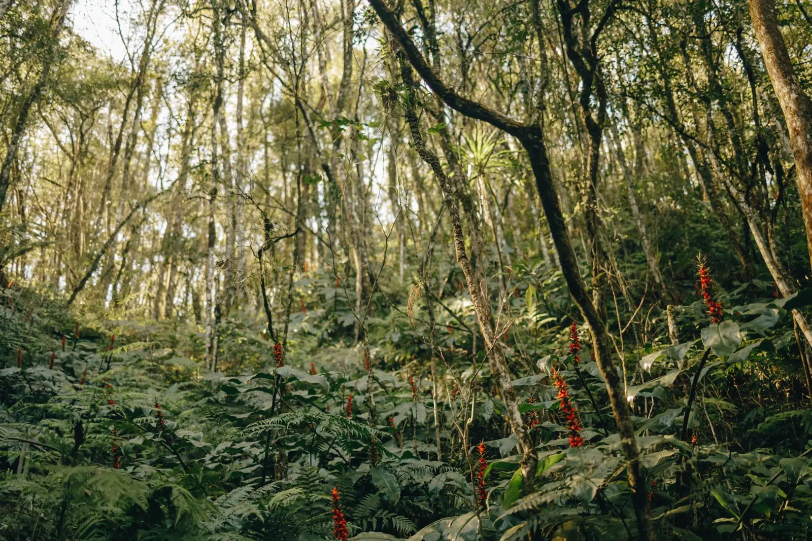 Floresta de araucárias na propriedade